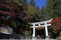 宝登山神社→見頃 宝登山神社→見頃