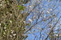 宝登山ロープウェイ山麓駅前の寒桜