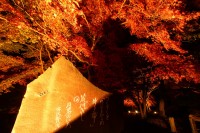 月の石もみじ公園（ライトアップ）→見頃