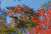 月の石もみじ公園→今週末より見頃（ライトアップは2013年11月16日～12月1日）