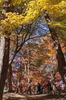 月の石もみじ公園（日中）→見頃
