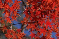 月の石もみじ公園→落葉始まり 月の石もみじ公園→落葉始まり