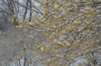 西ロウバイ園→見頃 西ロウバイ園→見頃