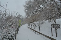 東ロウバイ園→4分咲き 東ロウバイ園→4分咲き