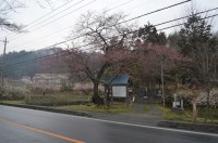 大手の桜→開花