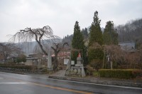 法善寺→未開花