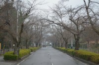 北桜通り（ソメイヨシノ）→未開花