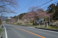大手の桜→咲き始め