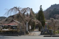法善寺→未開花