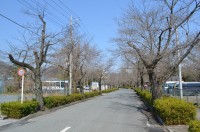 北桜通り→未開花