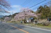 大手の桜→4～5分咲き
