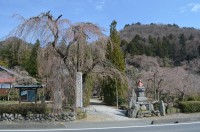 法善寺→未開花
