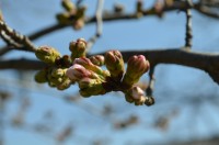 北桜通り（ソメイヨシノ）→未開花