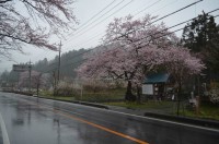 大手の桜（エドヒガンザクラ）→5～6分咲き