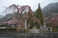 法善寺（シダレザクラ）→本日開花！