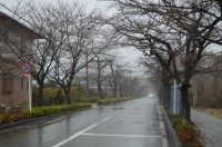 北桜通り（ソメイヨシノ）→未開花