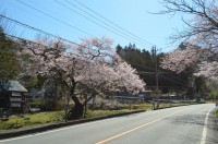 ①大手の桜→見頃