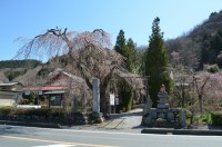 ②法善寺→1～2分咲き