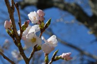 ④南桜通り→本日開花