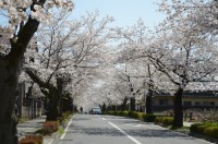 北桜通り