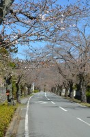 ③北桜通り→本日開花