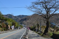 ⑤宝登山参道→未開花