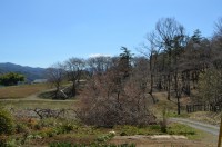 ⑥野土山→未開花