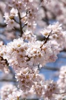 大手の桜 03