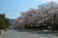 ⑤宝登山参道→散り始め