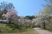 ⑦通り抜けの桜→4分咲き