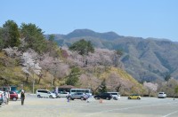 ⑥野土山→散り始め