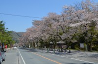 ⑤宝登山参道→落花盛ん