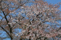 ④南桜通り→葉桜