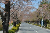 ③北桜通り→葉桜