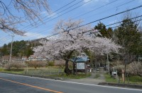 ①大手の桜→満開
