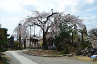 ②法善寺のシダレザクラ→5～6分咲き