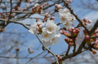 ③北桜通り→1～2分咲き