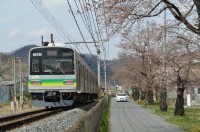 ④南桜通り→1～2分咲き