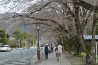 ⑤宝登山参道→1～2分咲き