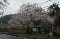 ①大手の桜→満開