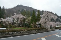 ②法善寺→5～6分咲き