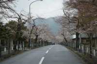 ③北桜通り→2～3分咲き