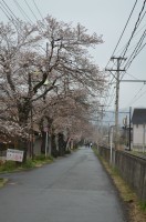 ④南桜通り→2～3分咲き