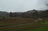 ⑥野土山→未開花