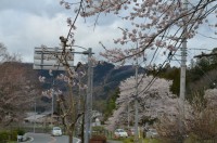 ①大手の桜→満開