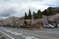 ②法善寺→満開