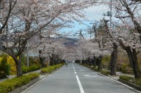 ③北桜通り→4～6分咲き