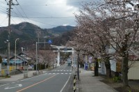⑤宝登山参道→2～3分咲き