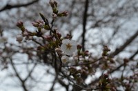 ⑥野土山→咲き始め