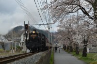 ④南桜通り→4～5分咲き